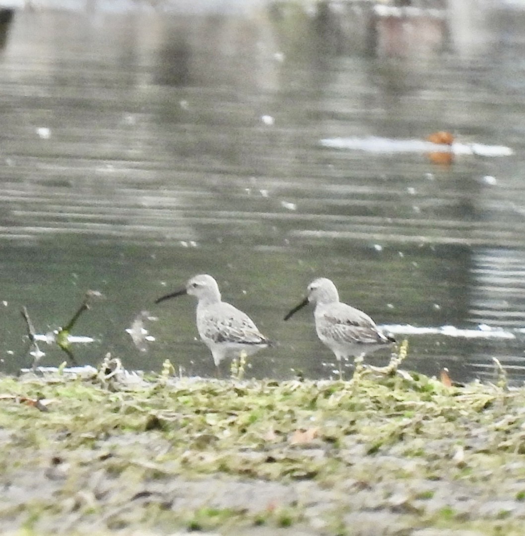 Stilt Sandpiper - ML624112389