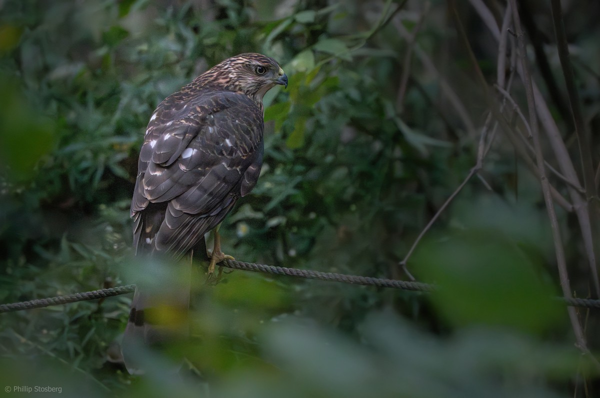 Cooper's Hawk - ML624112390