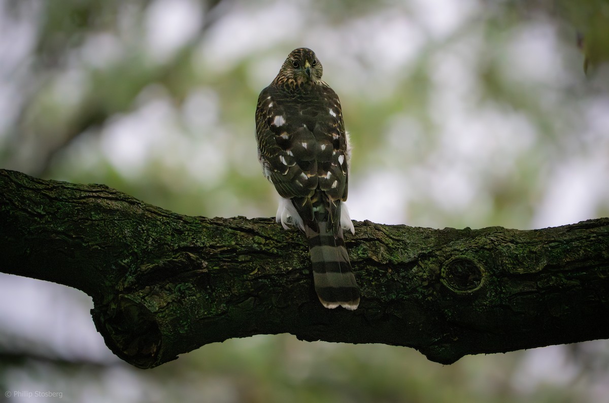 Cooper's Hawk - ML624112394