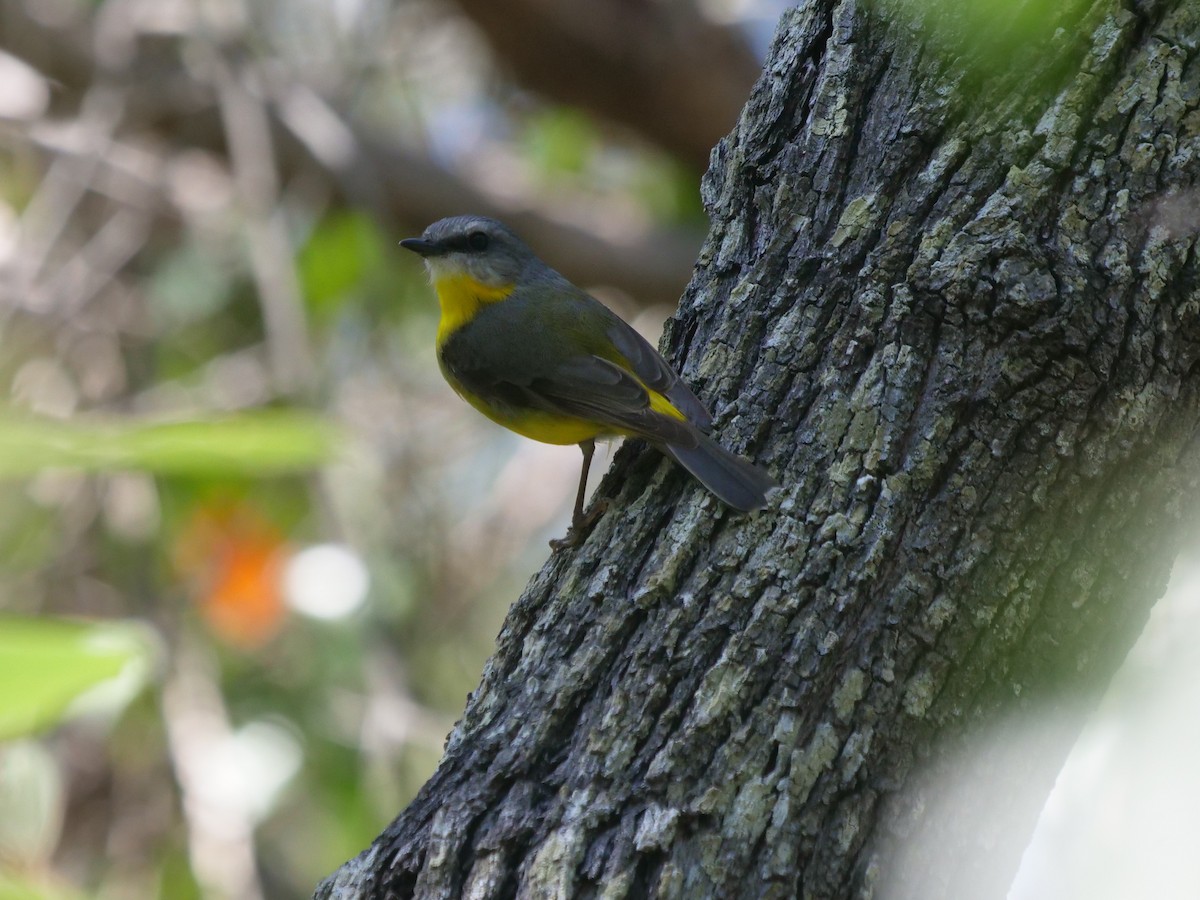 Eastern Yellow Robin - ML624112397