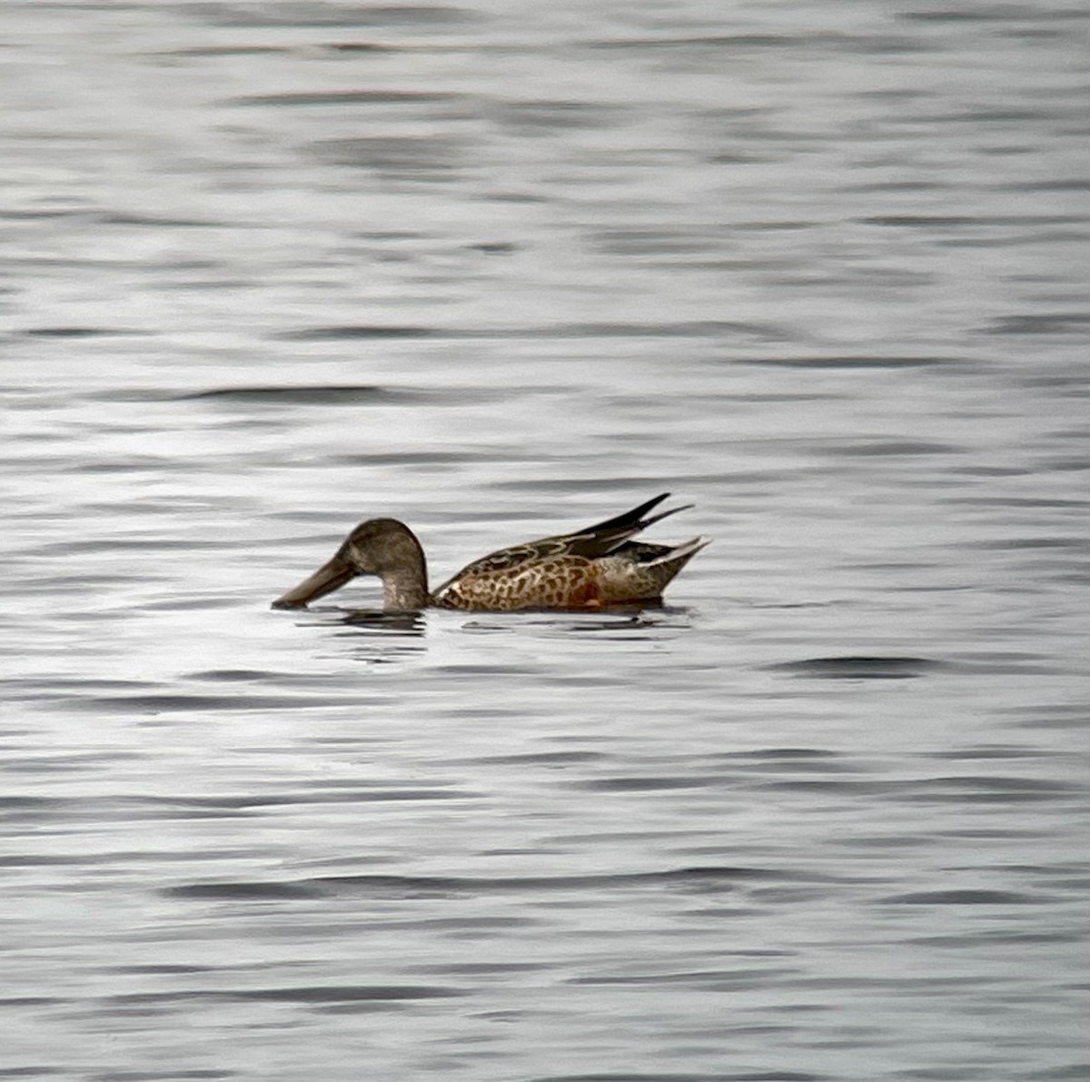 Northern Shoveler - ML624112406