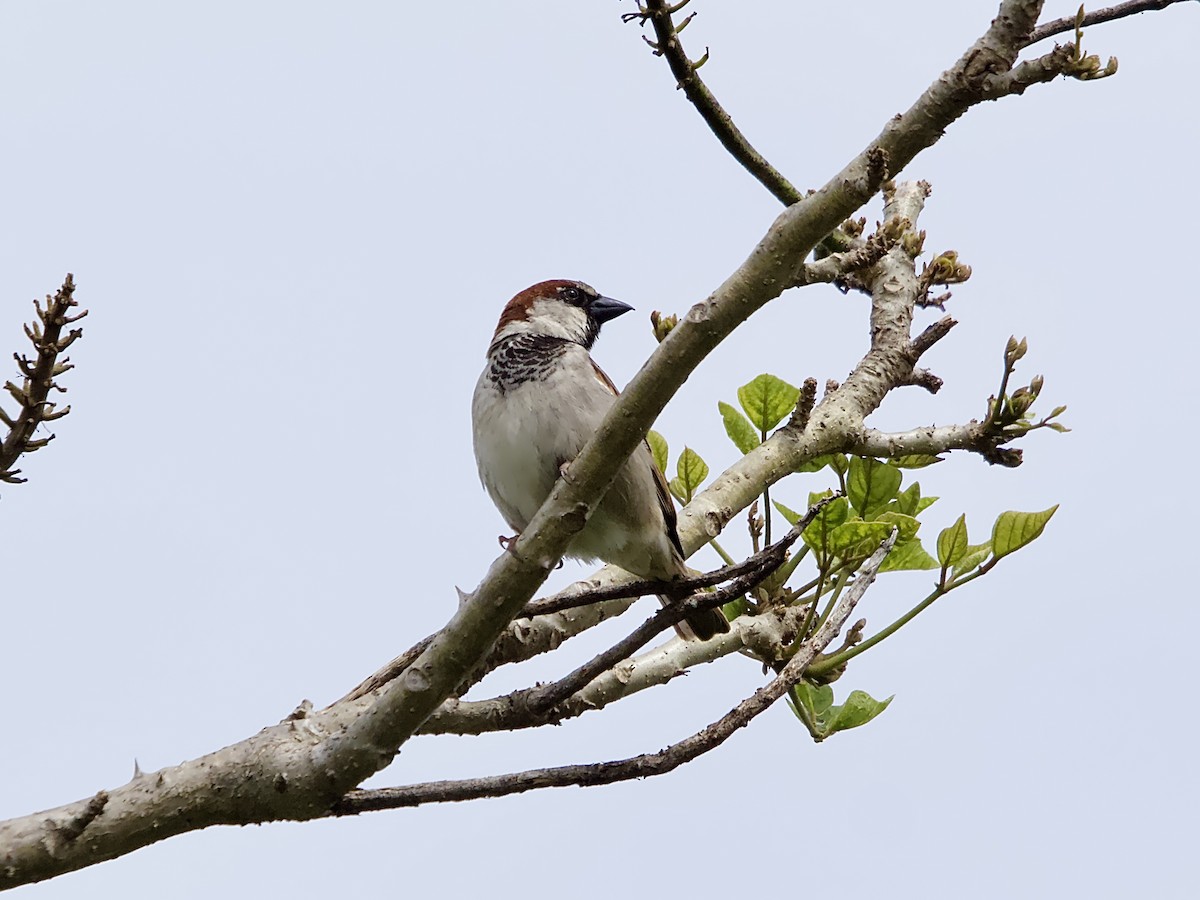 House Sparrow - ML624112414