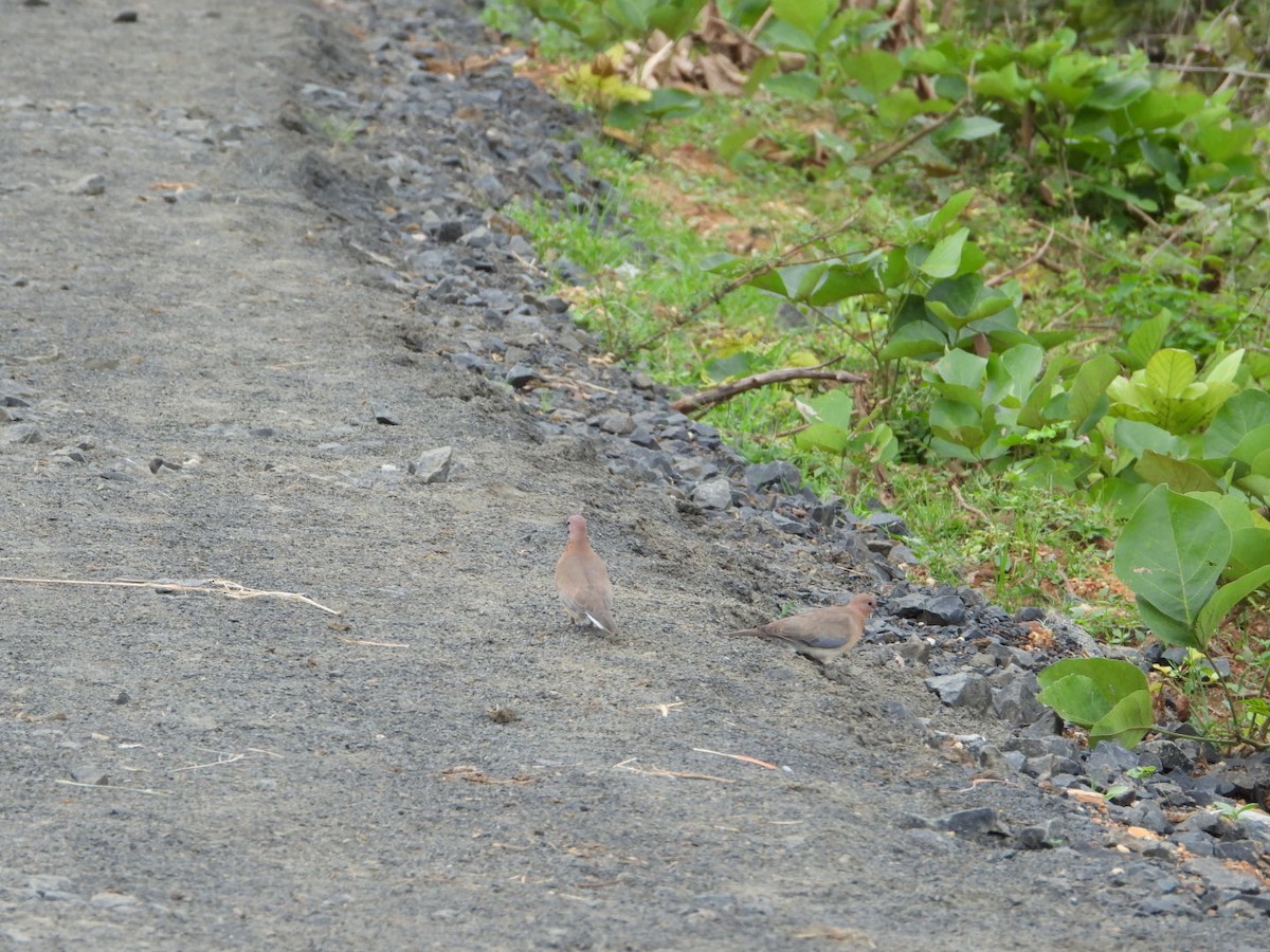 Laughing Dove - ML624112420