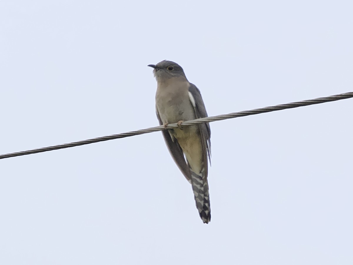 Fan-tailed Cuckoo - ML624112426