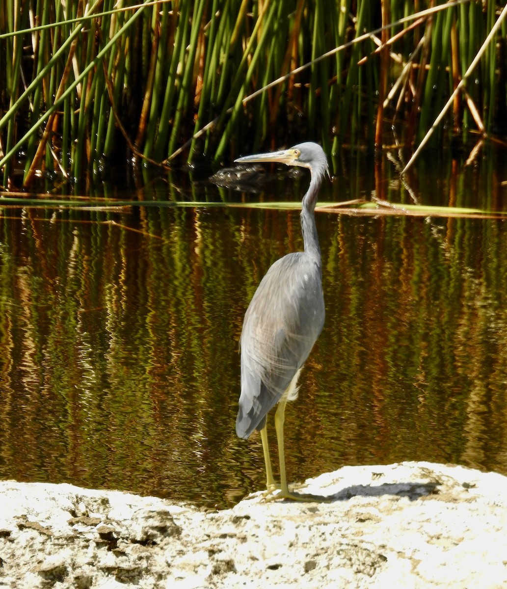 Tricolored Heron - ML624112457