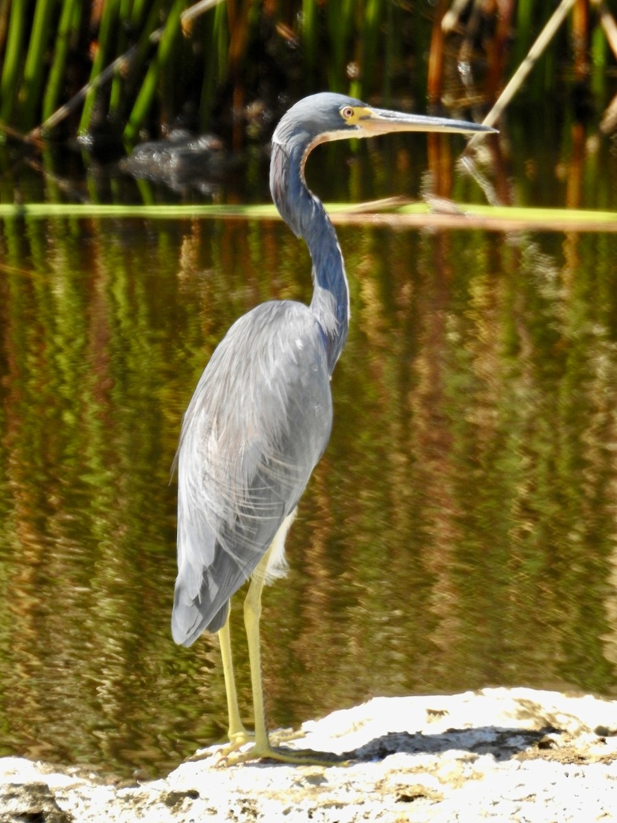 Tricolored Heron - ML624112458