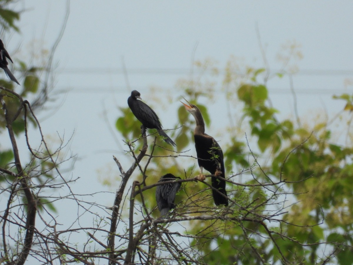 Oriental Darter - ML624112479