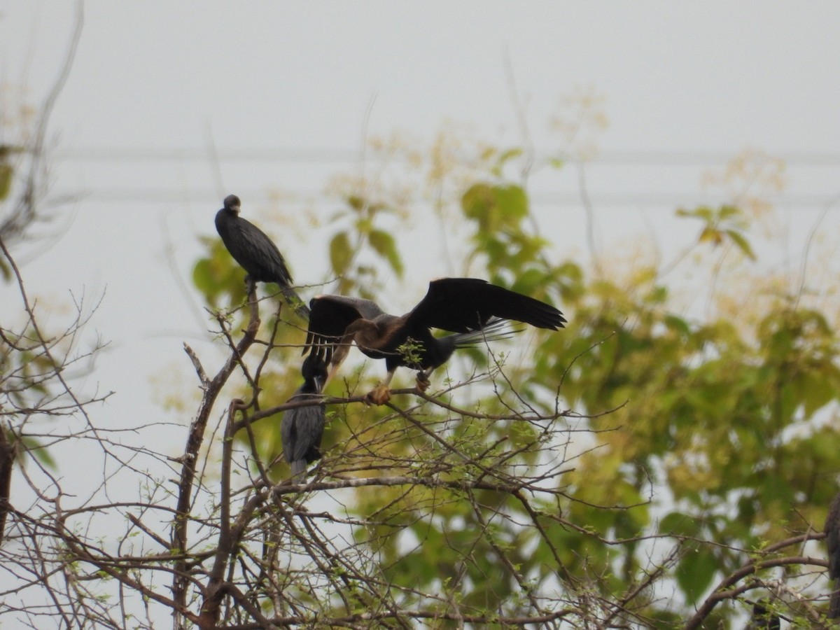 Oriental Darter - ML624112480