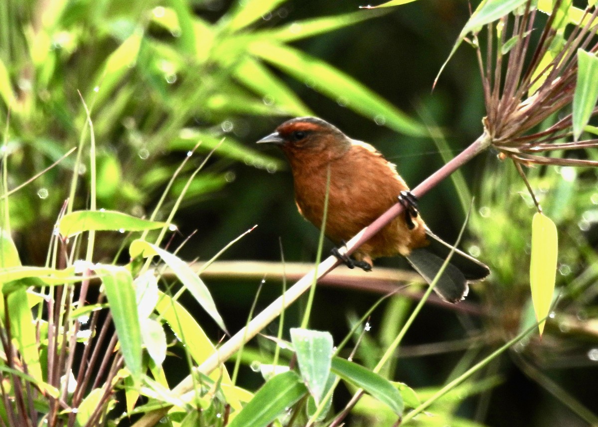 Rufous-browed Conebill - ML624112498