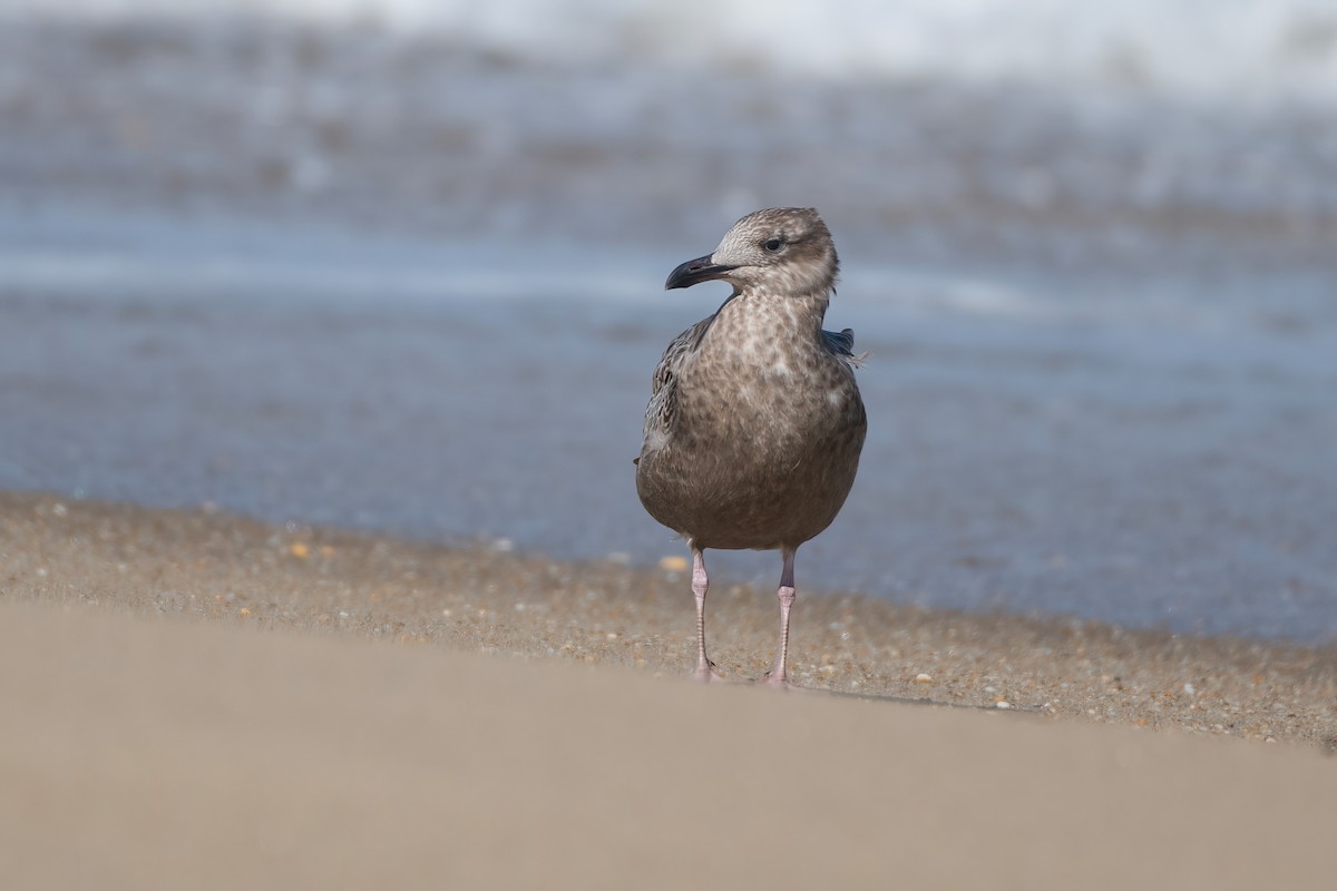 Herring Gull - ML624112512