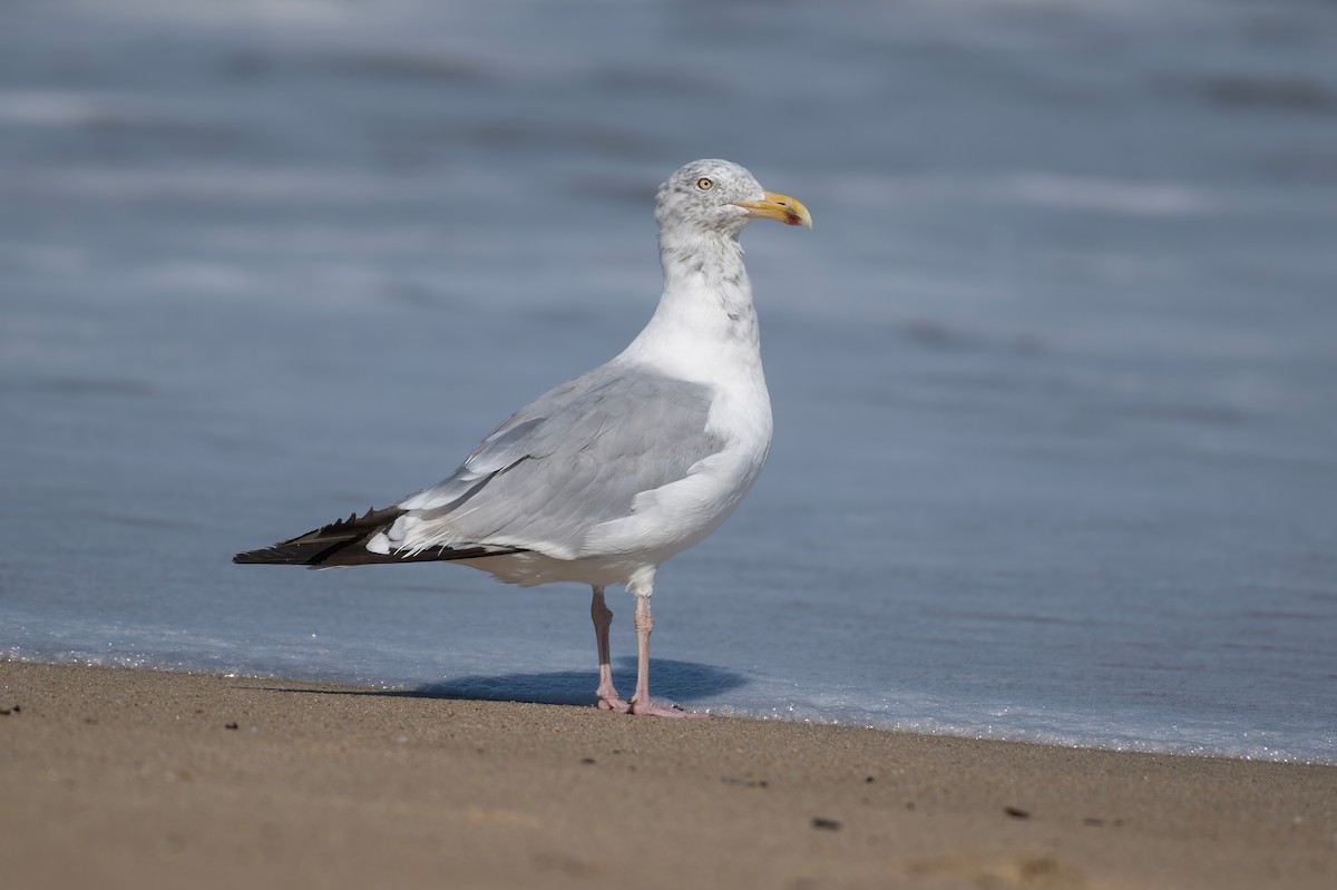 Herring Gull - ML624112513