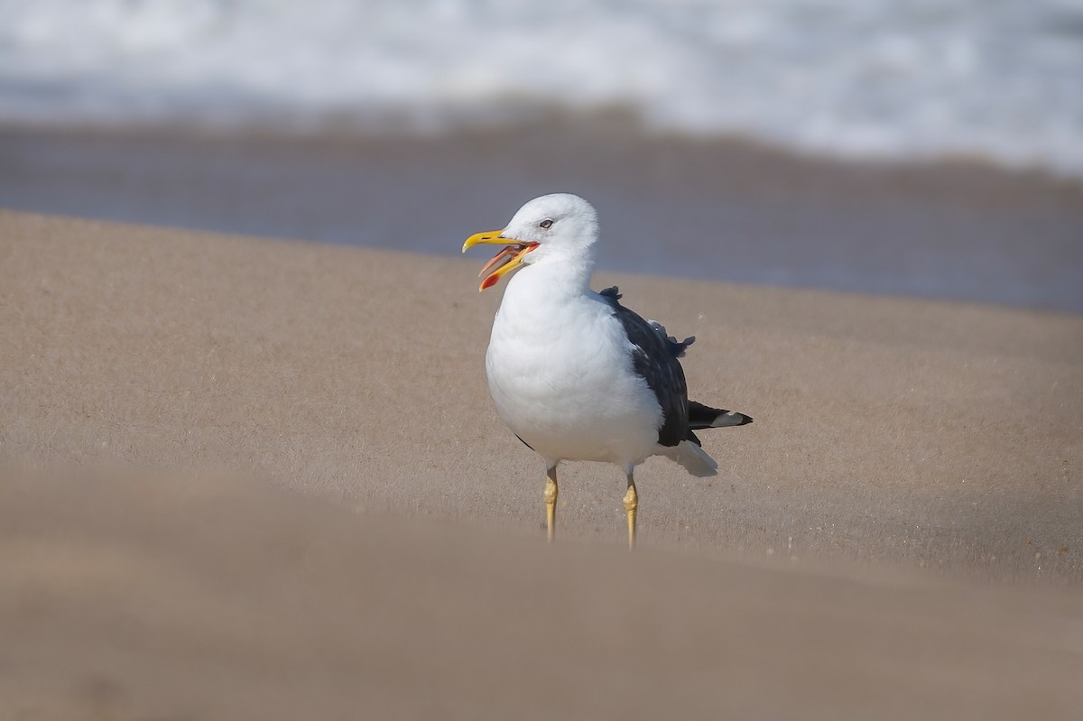 Lesser Black-backed Gull - ML624112522