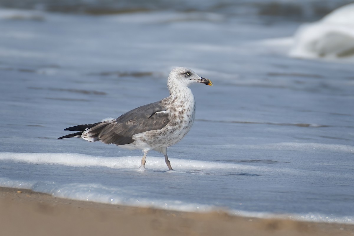 Lesser Black-backed Gull - ML624112523