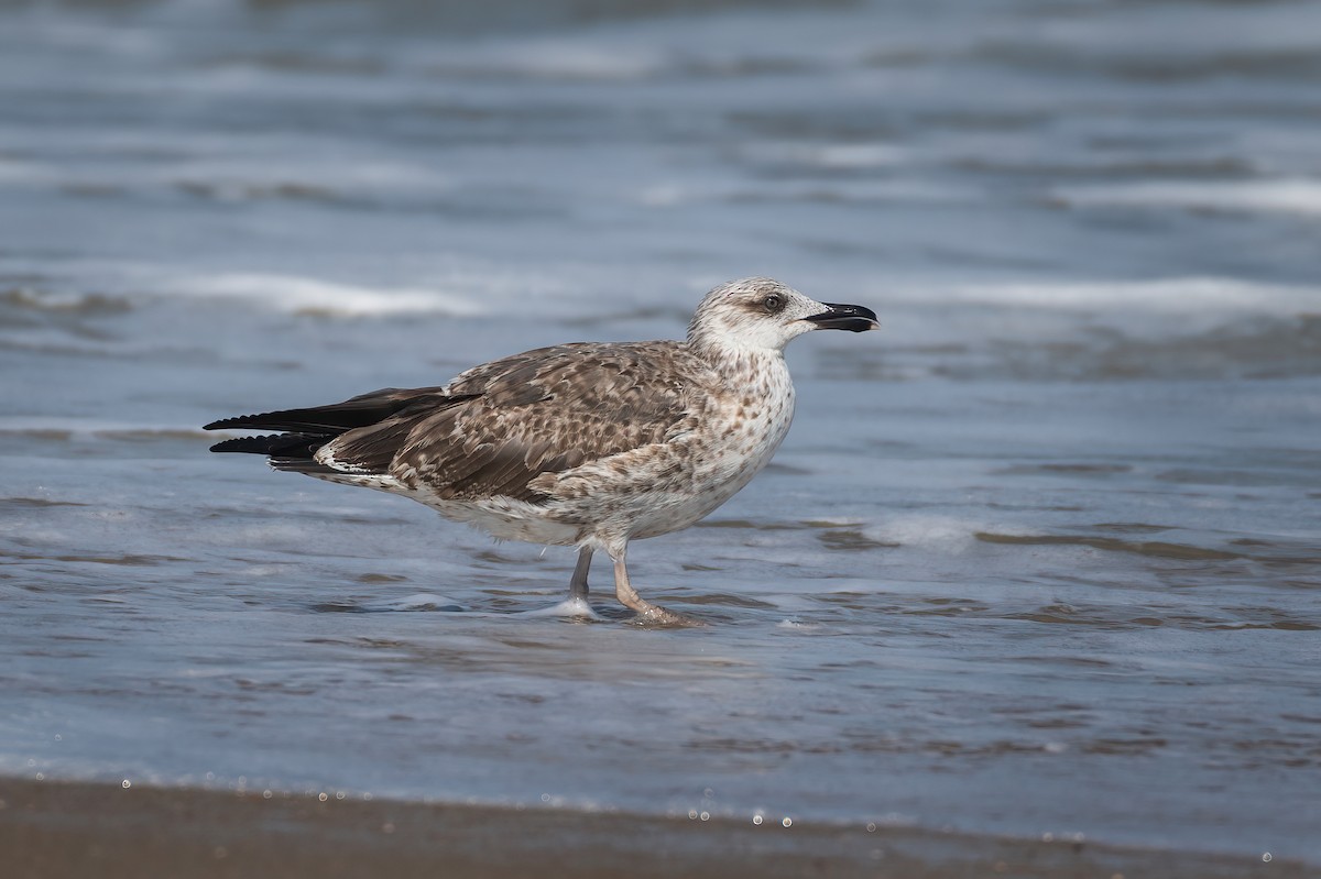 Lesser Black-backed Gull - ML624112525