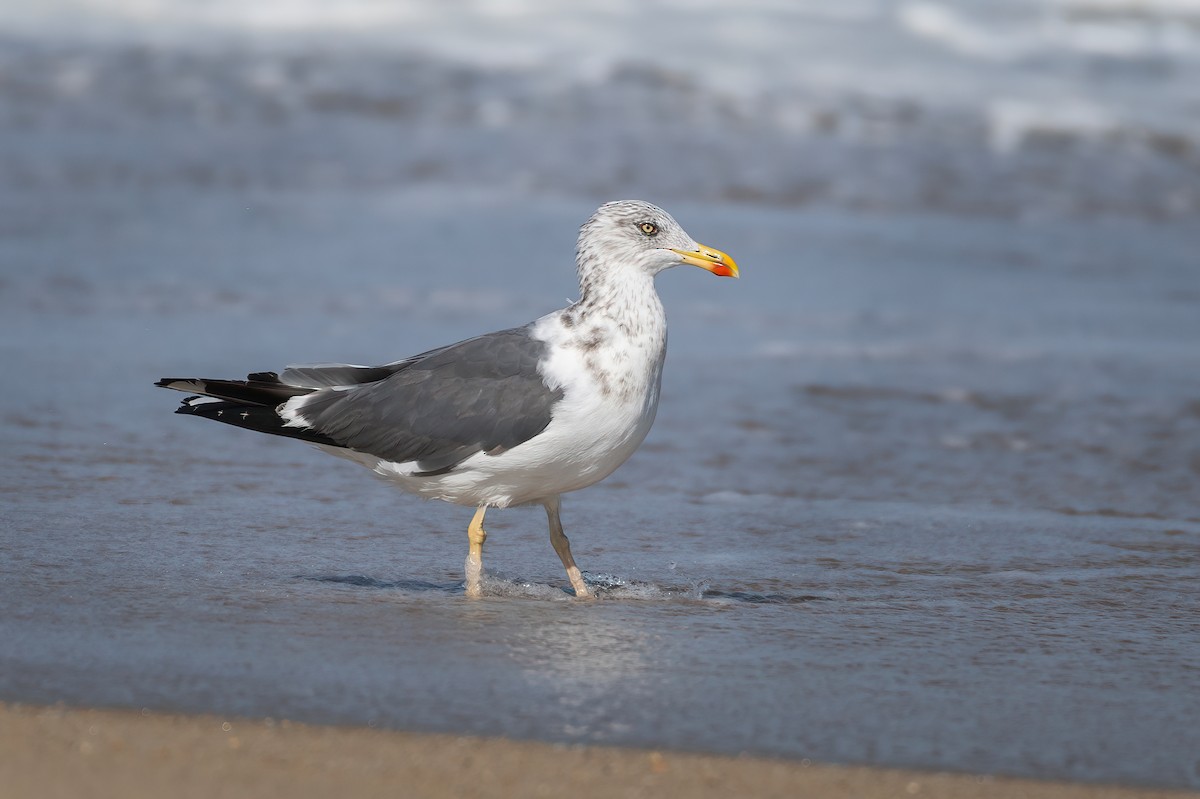 Lesser Black-backed Gull - ML624112526