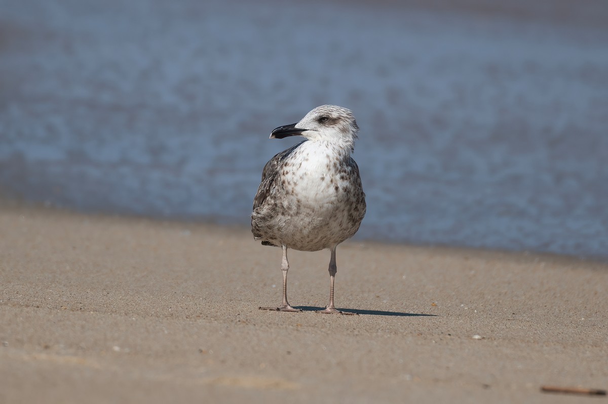 Lesser Black-backed Gull - ML624112527