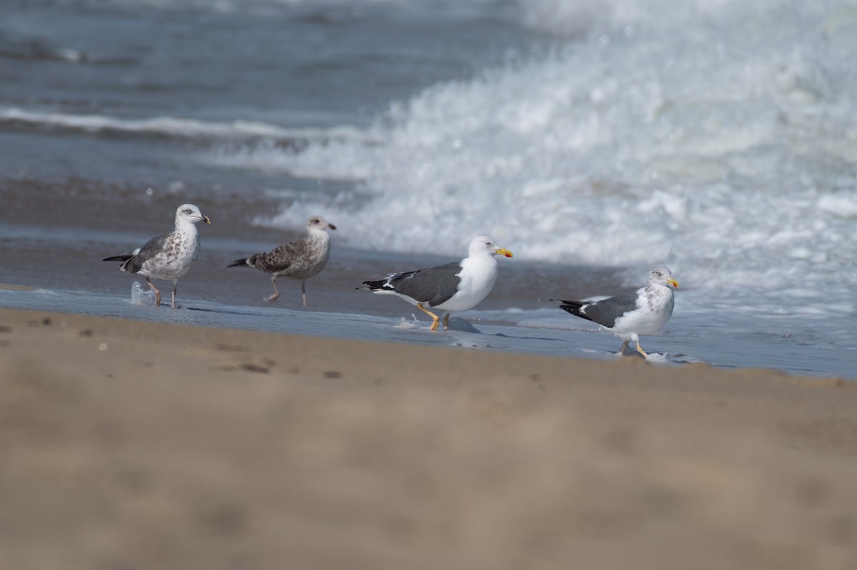 Lesser Black-backed Gull - ML624112528