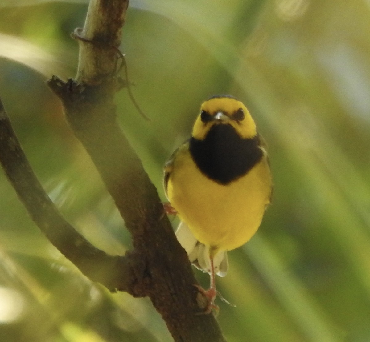 Hooded Warbler - ML624112529