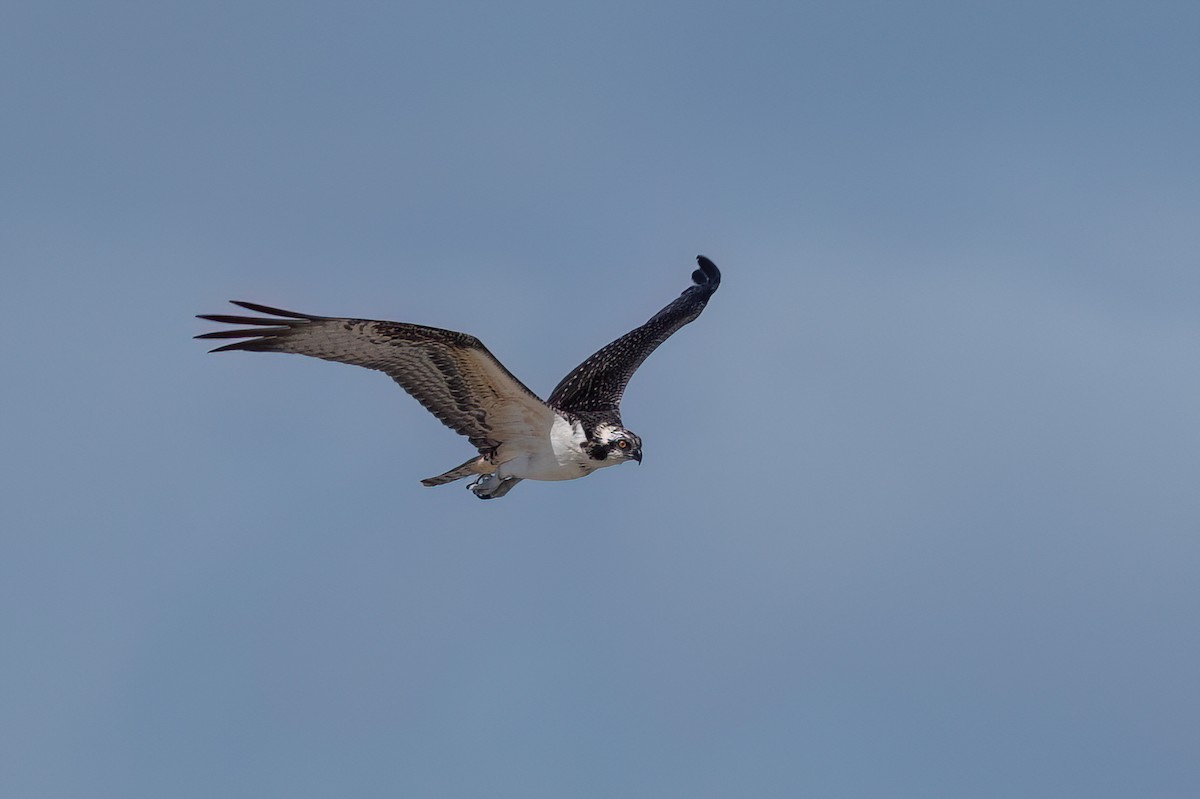 Osprey (carolinensis) - ML624112534