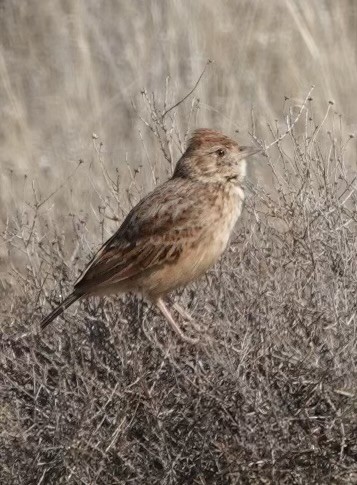 Eastern Clapper Lark - ML624112551