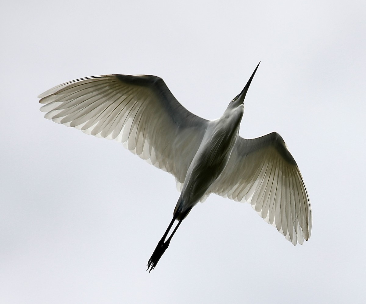 コサギ - ML624112561