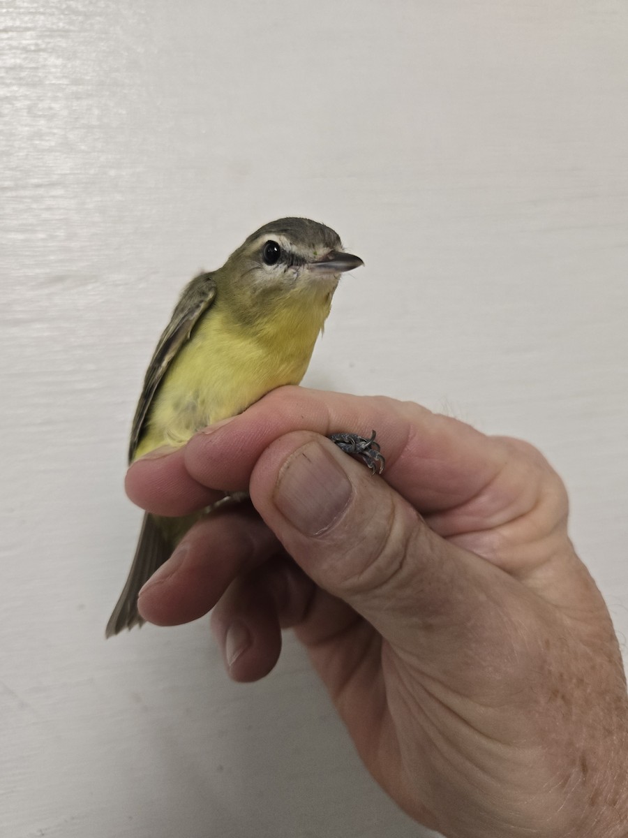 Philadelphia Vireo - ML624112565