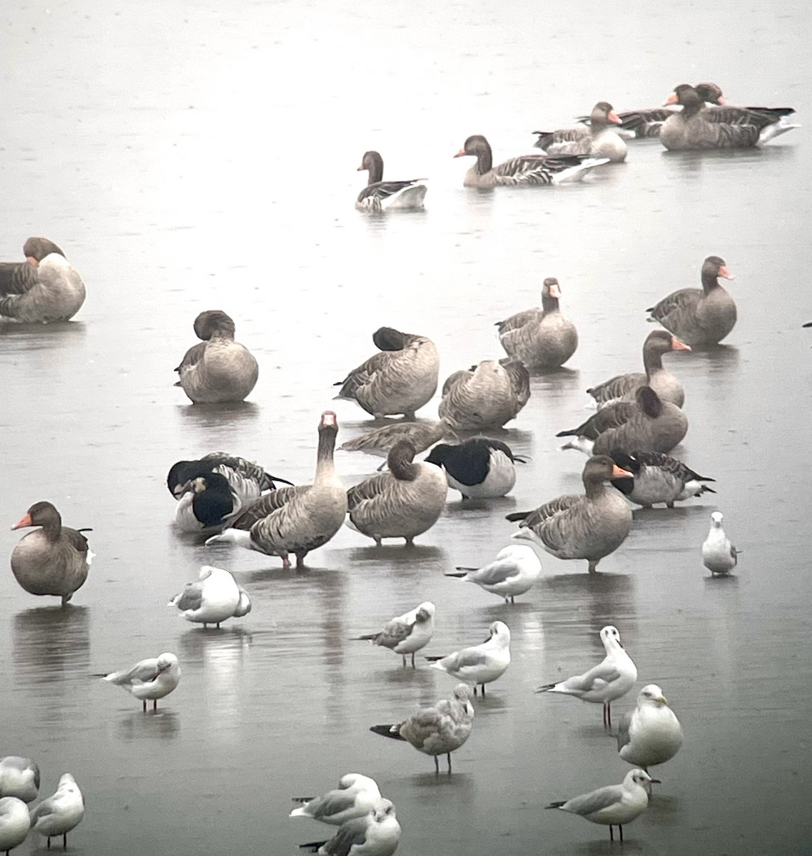 Barnacle Goose - Magill Weber