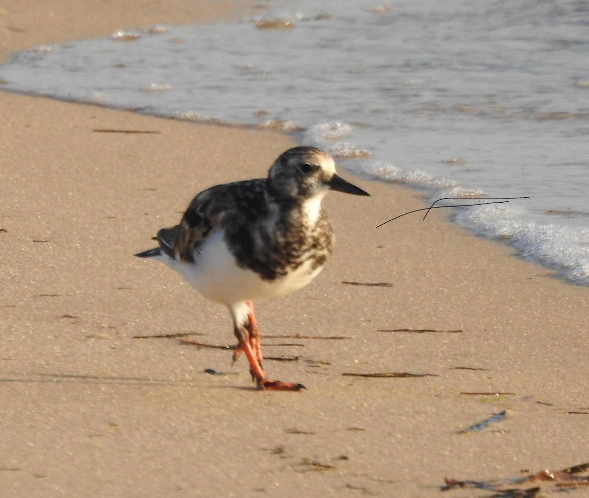 Ruddy Turnstone - ML624112576