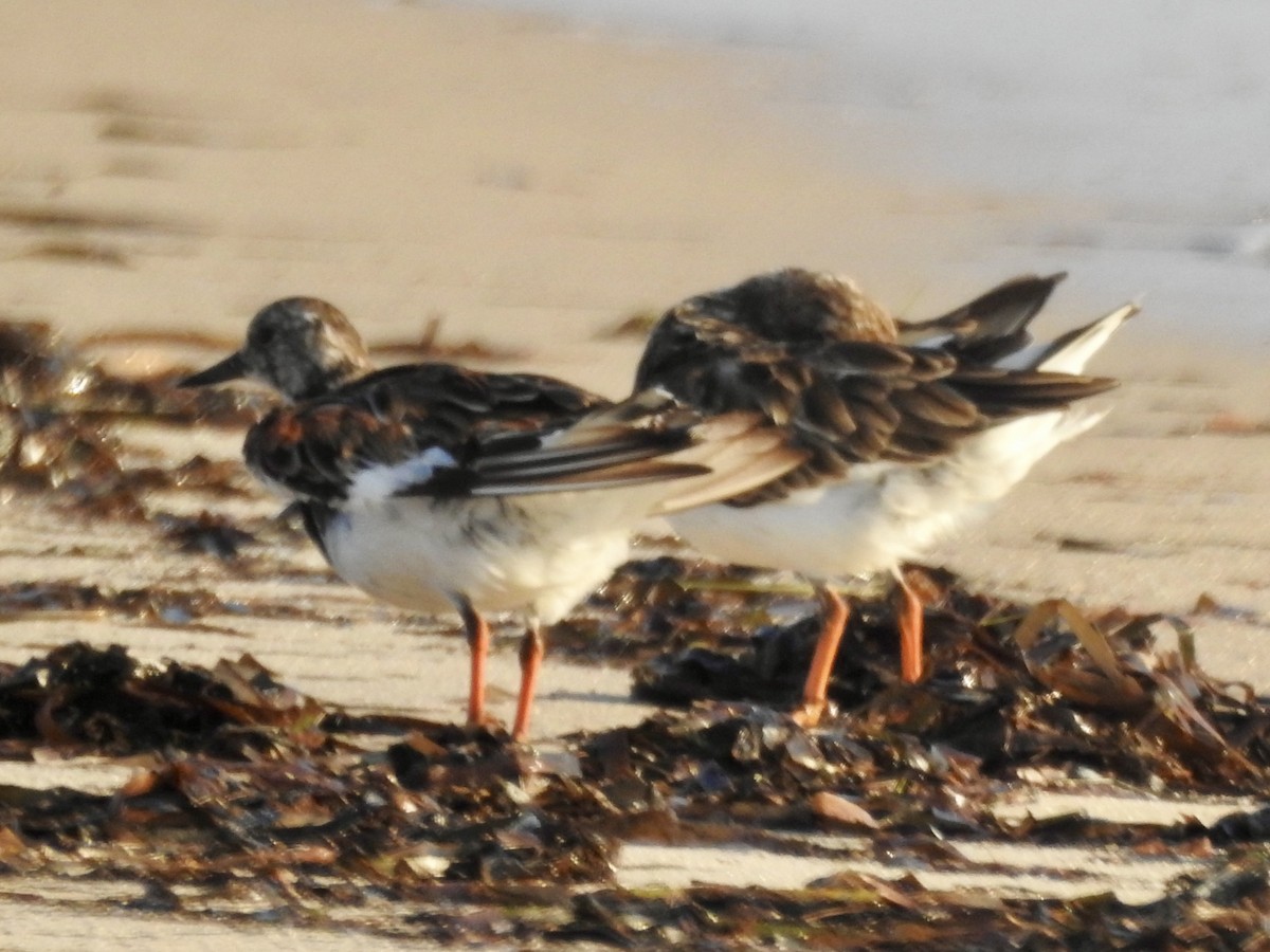 Ruddy Turnstone - ML624112577