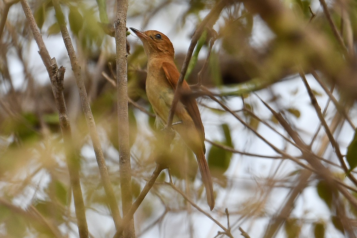 Rufous Casiornis - ML624112590