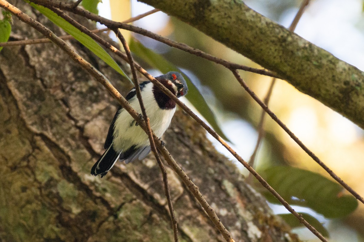 Brown-throated Wattle-eye - Joshua Brown