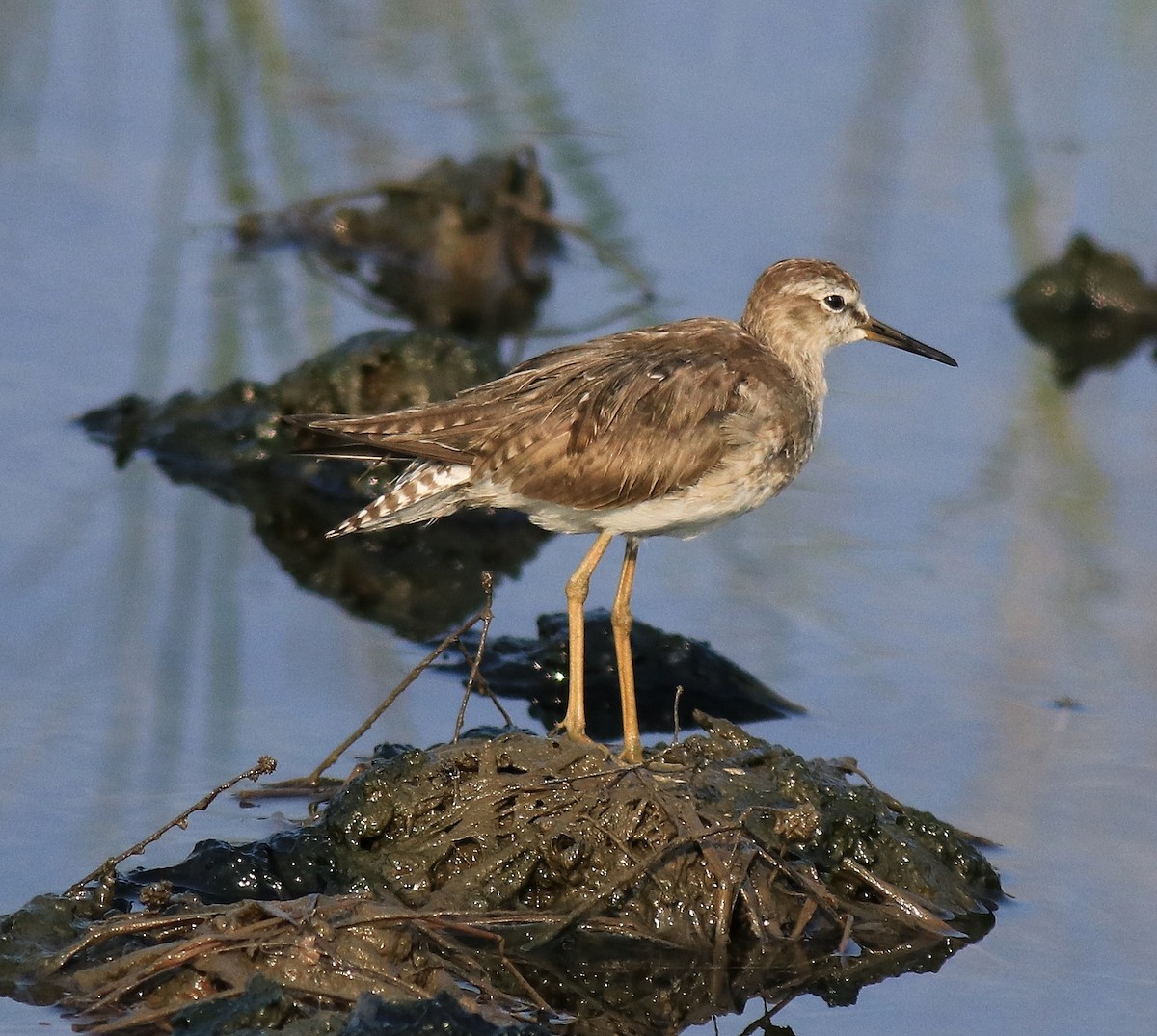 Common Redshank - ML624112594