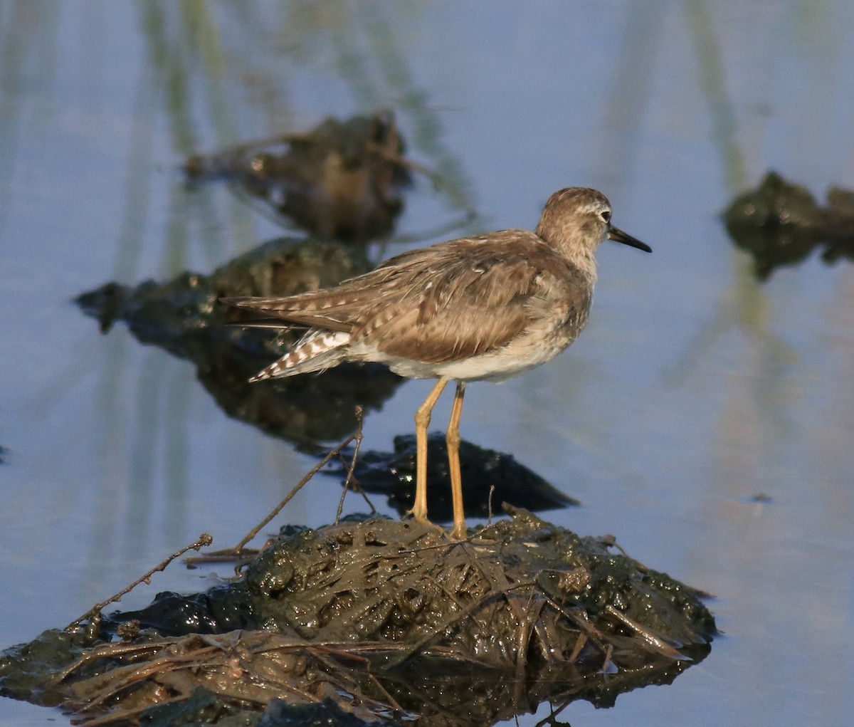 Common Redshank - Afsar Nayakkan