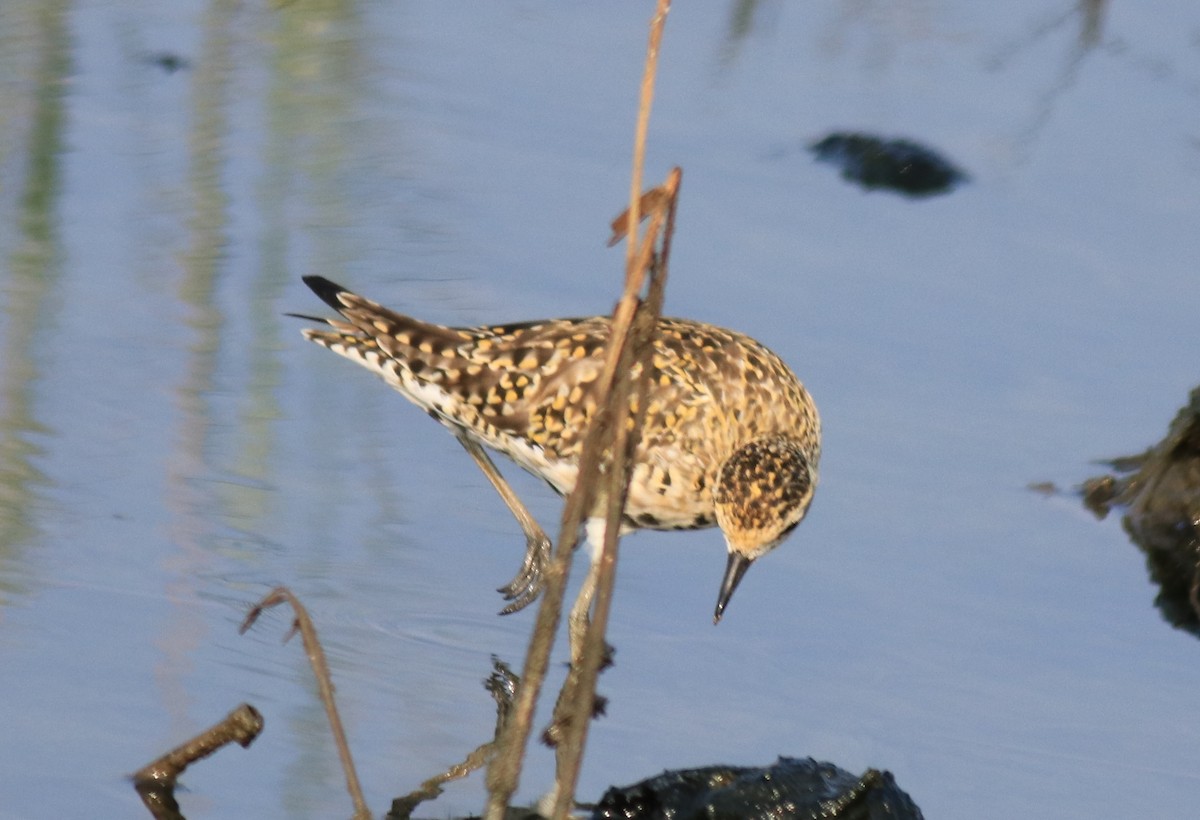 Chorlito Dorado Siberiano - ML624112604