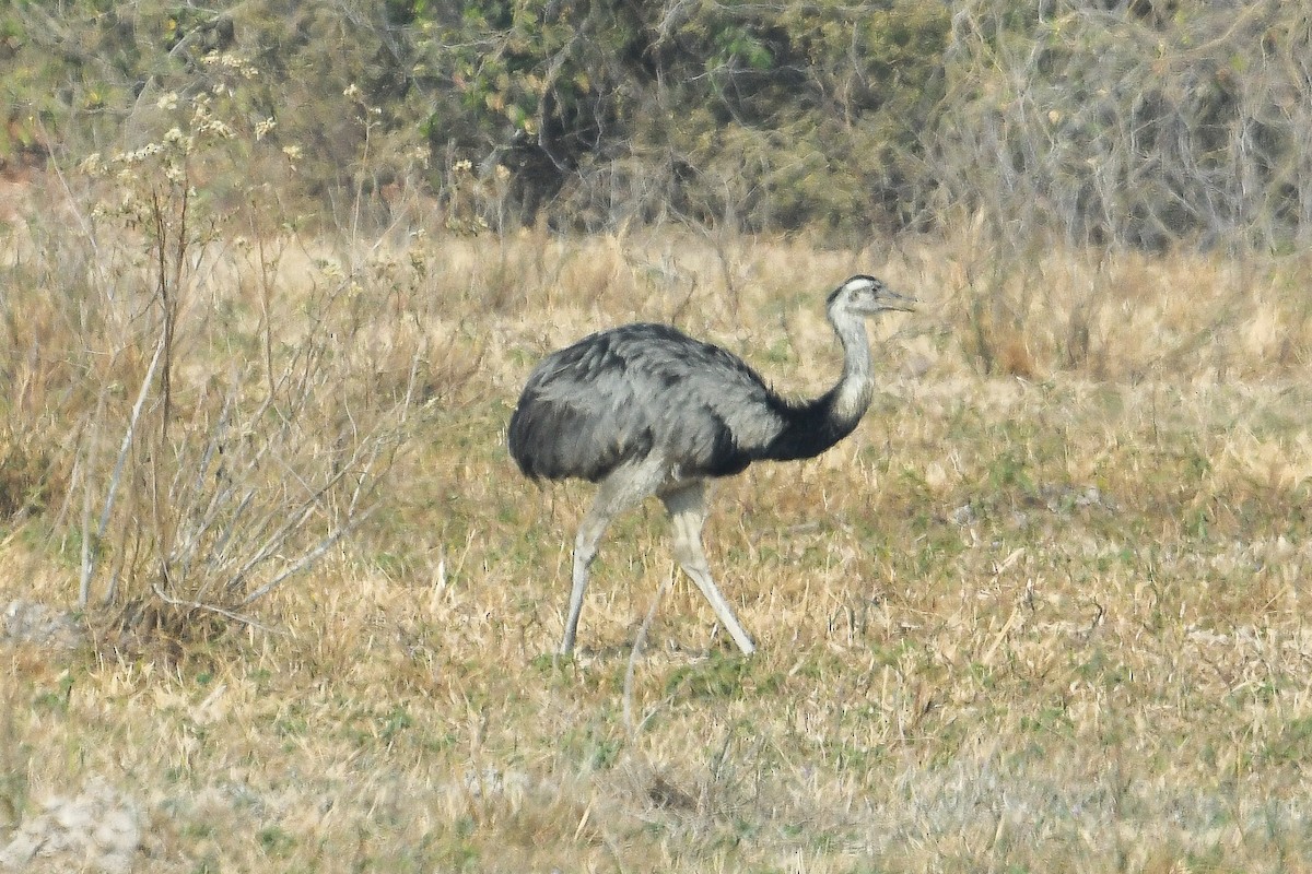 Greater Rhea - ML624112609