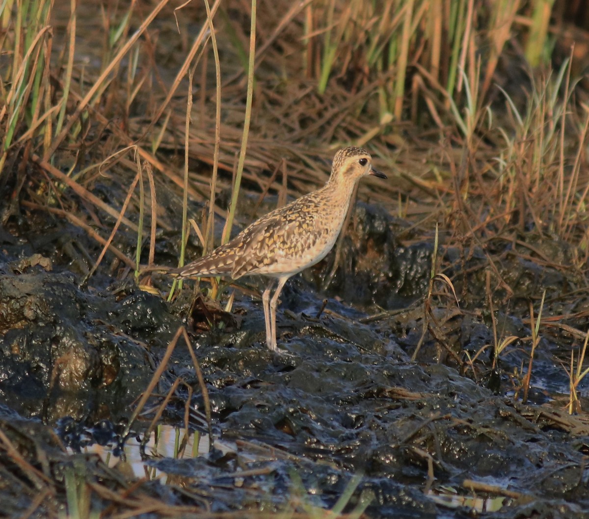 Pacific Golden-Plover - ML624112610