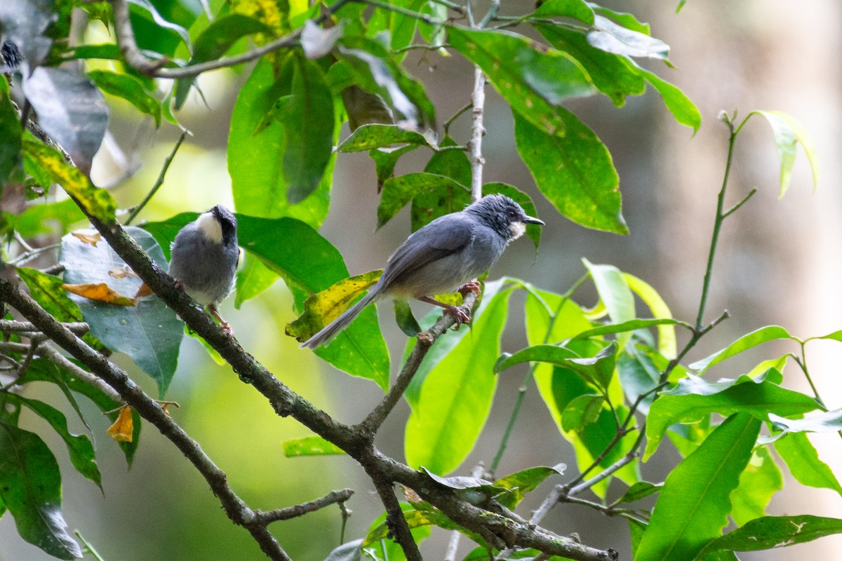 White-chinned Prinia - ML624112611