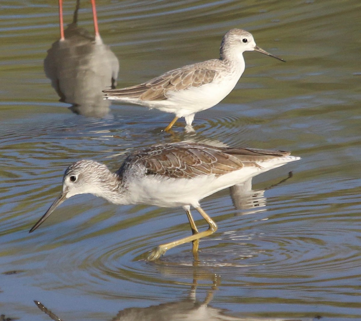 Marsh Sandpiper - ML624112612