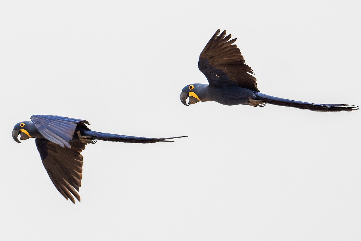 Hyacinth Macaw - ML624112639