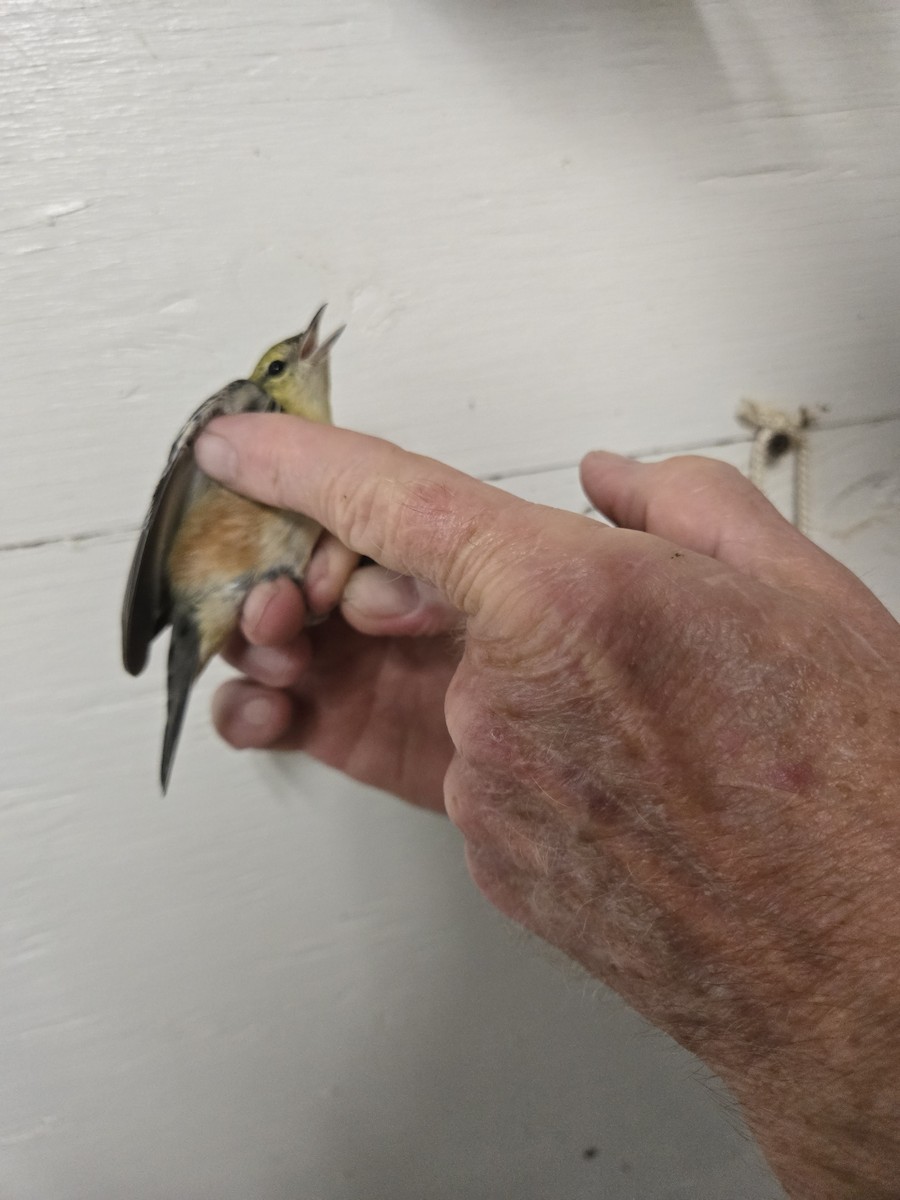 Bay-breasted Warbler - Richard Keith