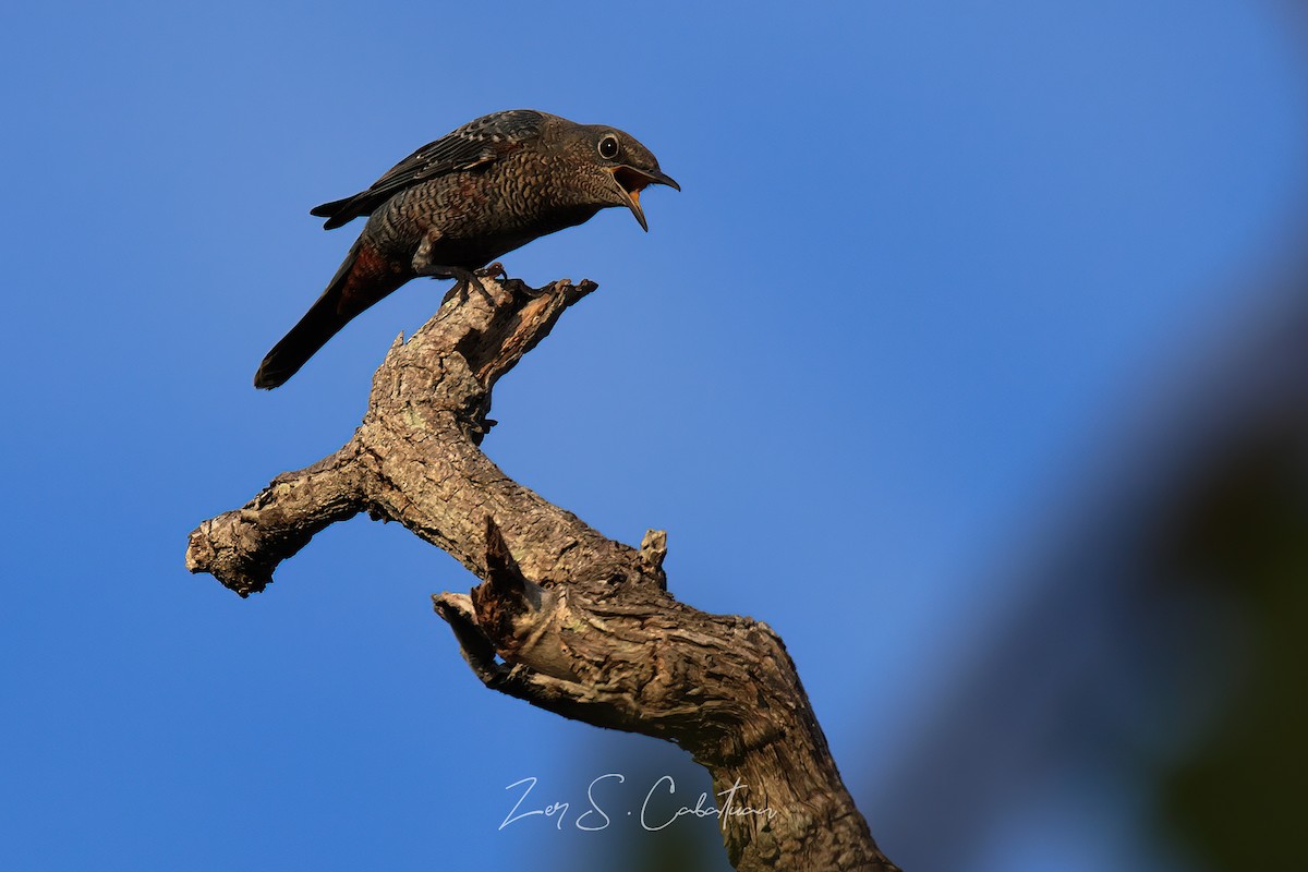 Blue Rock-Thrush - ML624112654