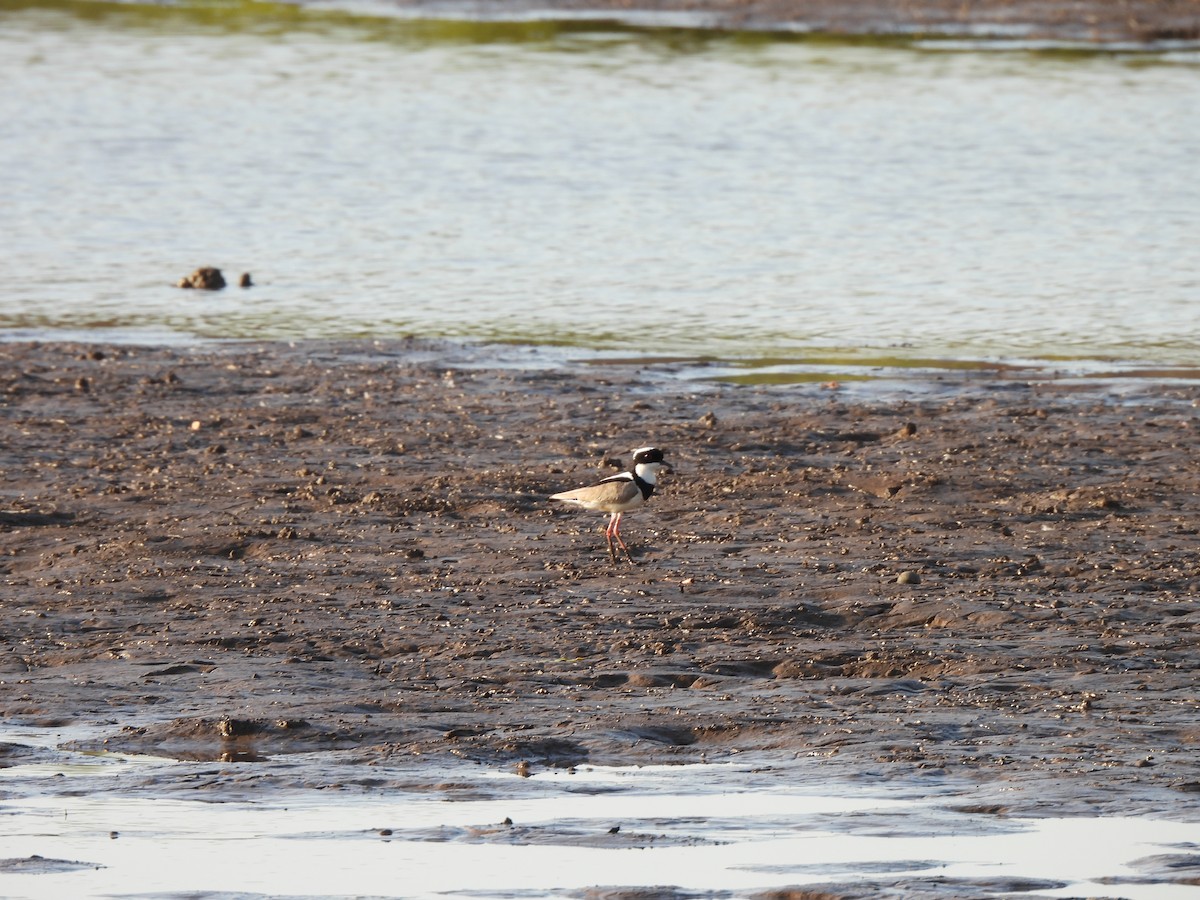 Pied Plover - ML624112660