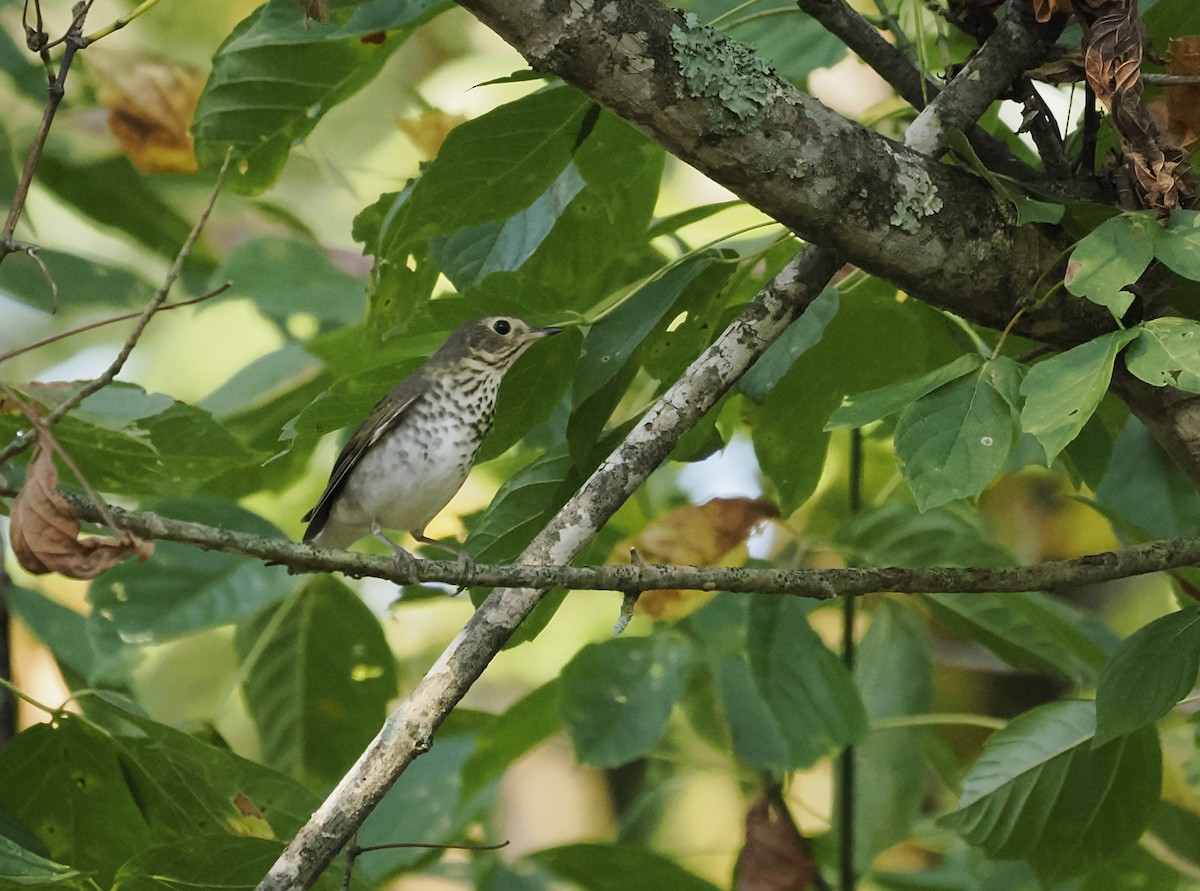 Swainson's Thrush - ML624112678