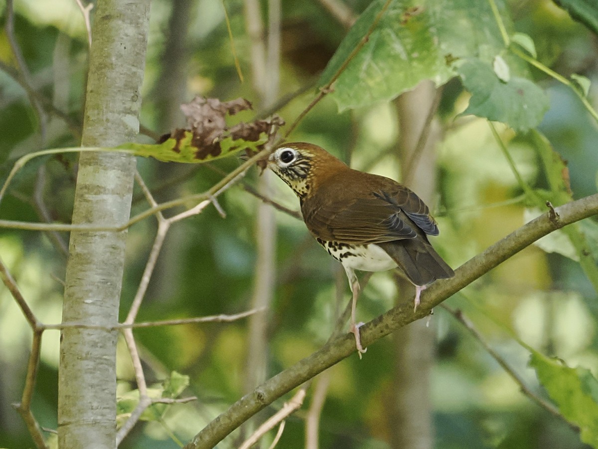 Wood Thrush - ML624112720