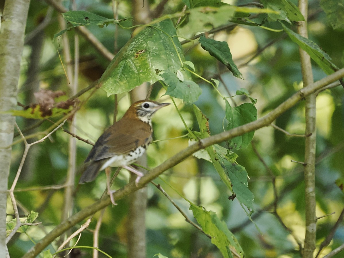 Wood Thrush - ML624112722