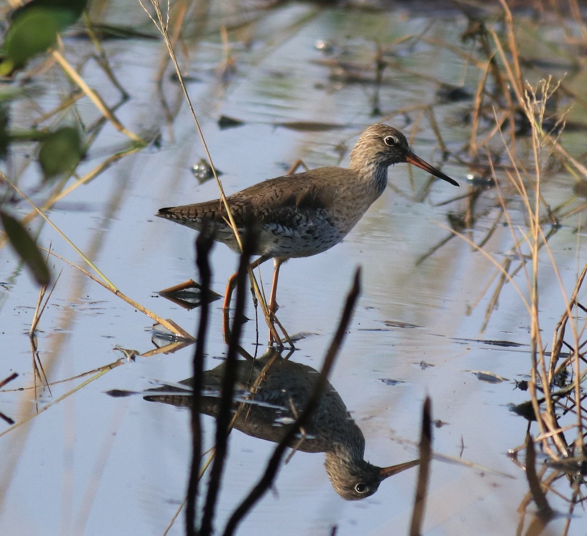 Common Redshank - ML624112754