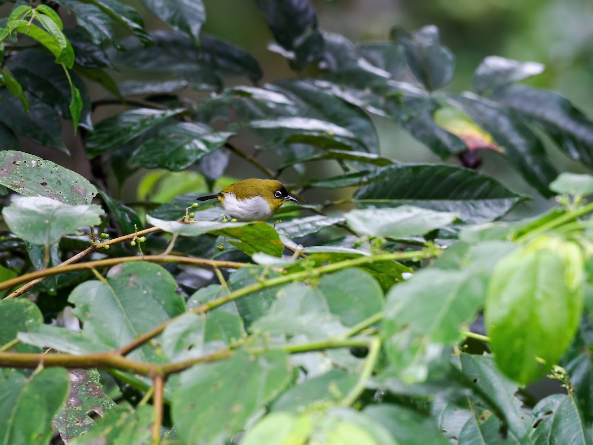 Black-crowned White-eye - ML624112774