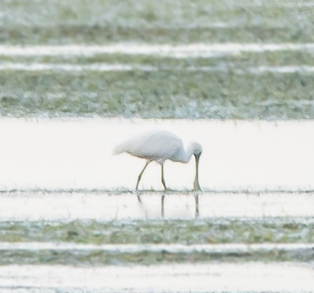 Yellow-billed Spoonbill - ML624112778