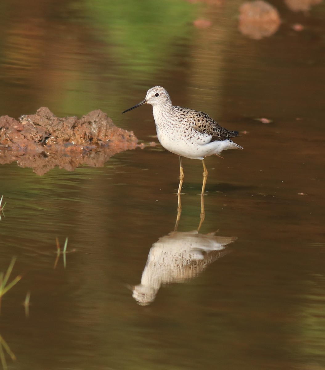 Marsh Sandpiper - ML624112787