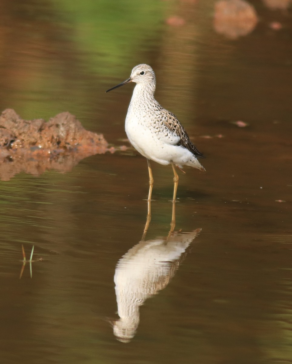 Marsh Sandpiper - ML624112788